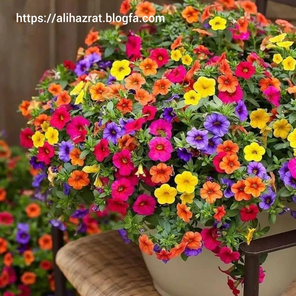 عکس پرسش