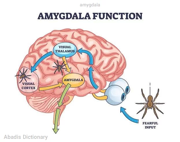 amygdala