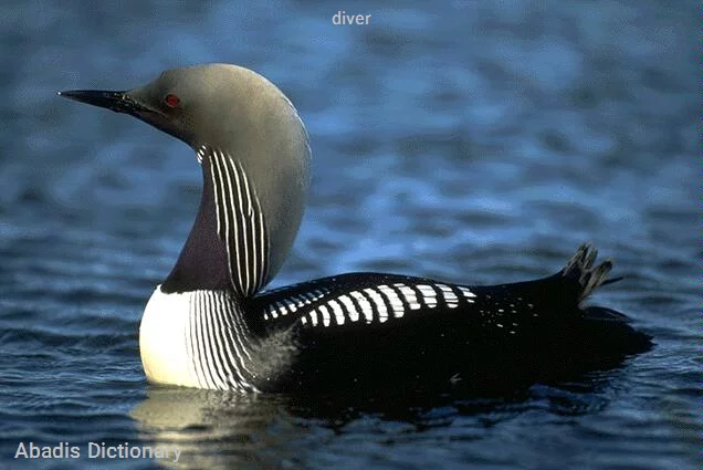 diver