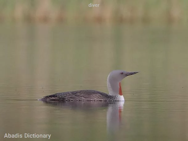 diver