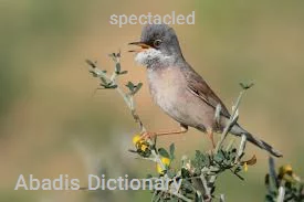 spectacled