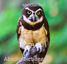 spectacled