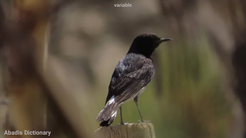 variable