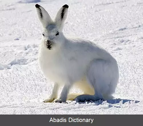 عکس خرگوش قطبی
