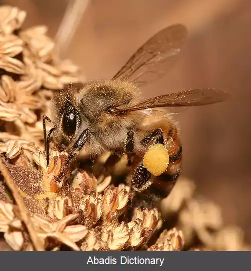 عکس خوراک (زنبور عسل)