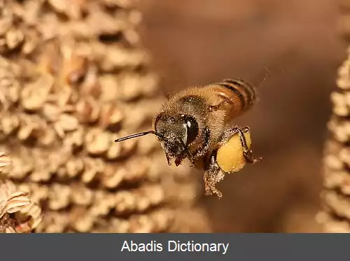 عکس خوراک (زنبور عسل)