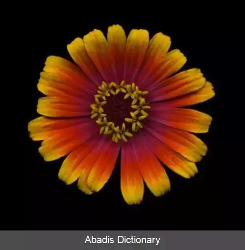 عکس گل آهاری