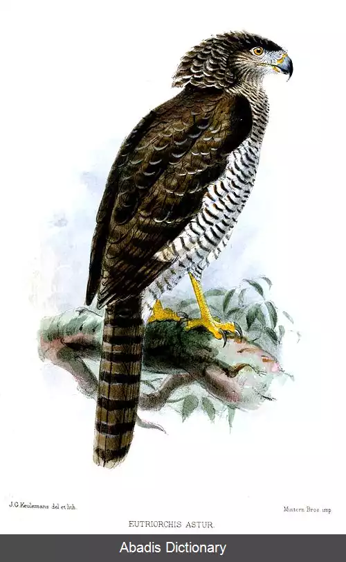 عکس عقاب مارخور ماداگاسکاری