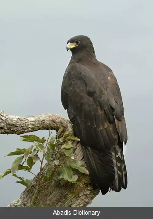 عکس عقاب سیاه