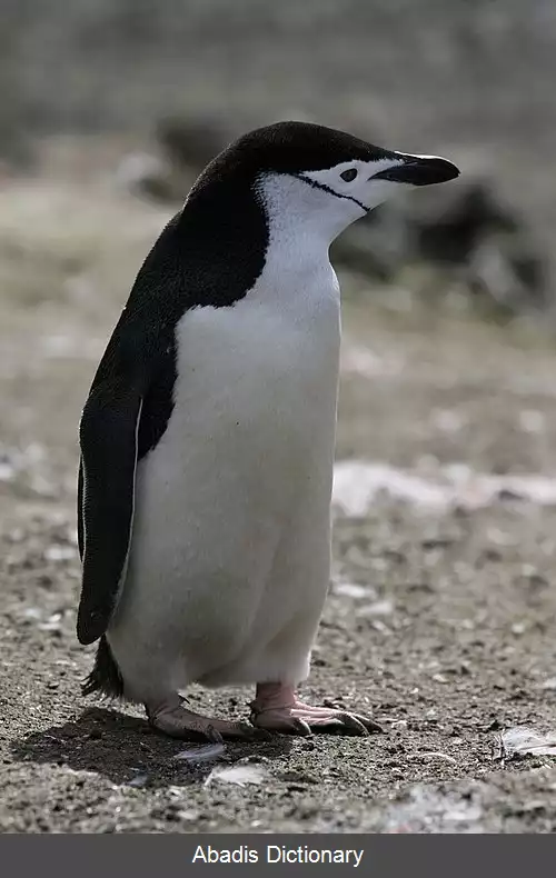 عکس پنگوئن