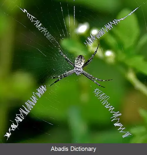 عکس عنکبوت های گردباف