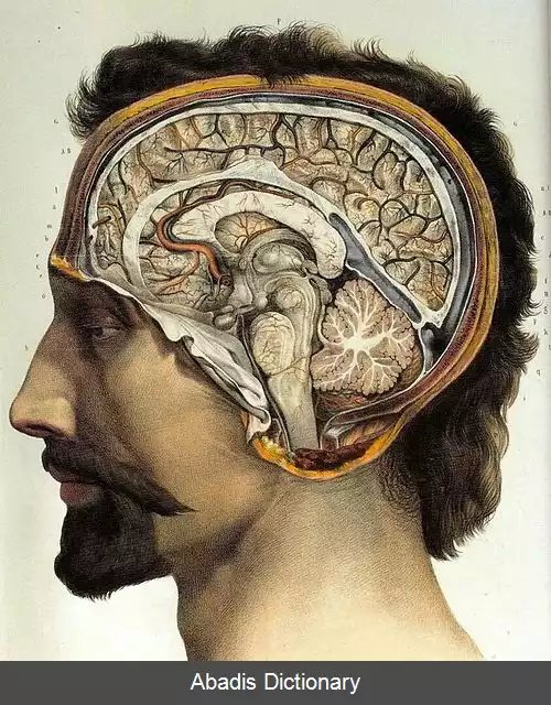 عکس مغز انسان