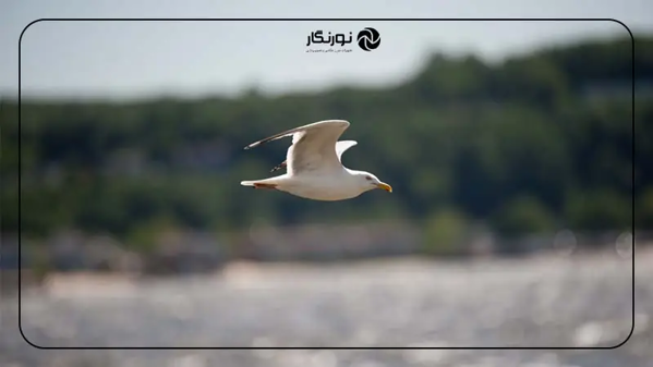 عکس پرسش