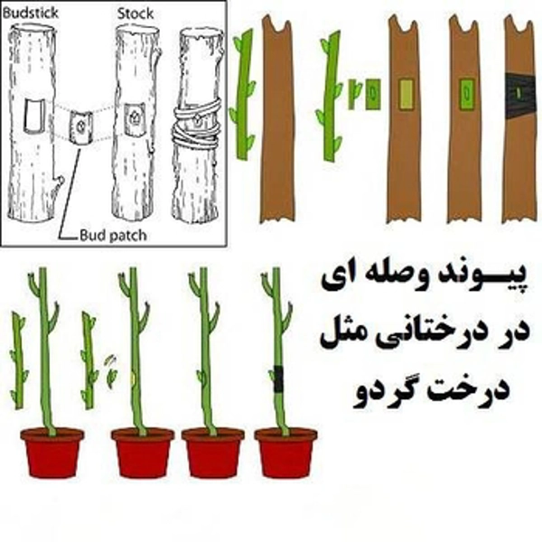 عکس پرسش