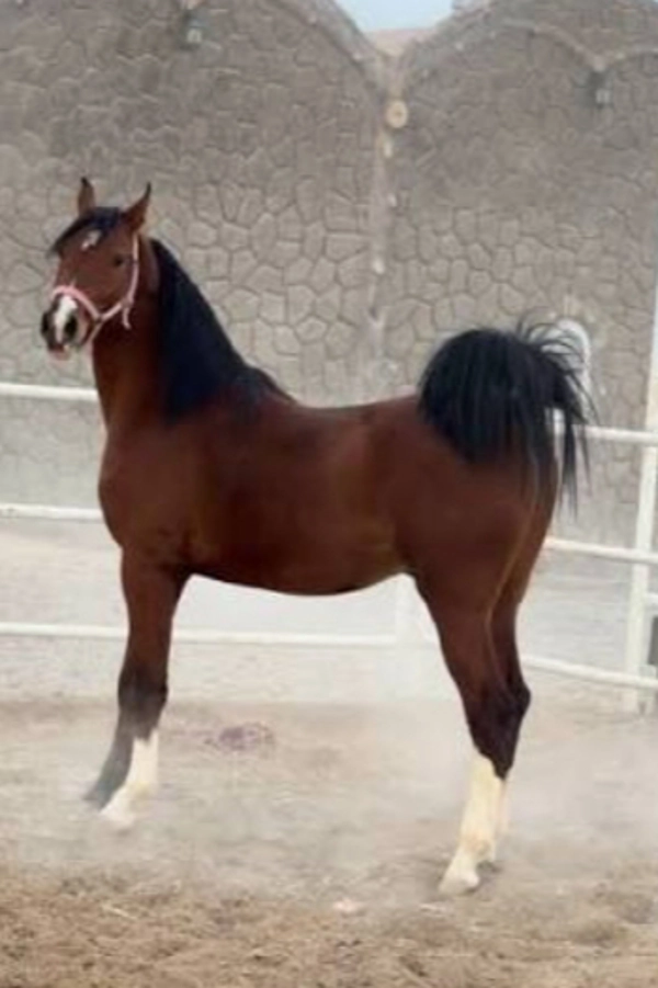 عکس پرسش