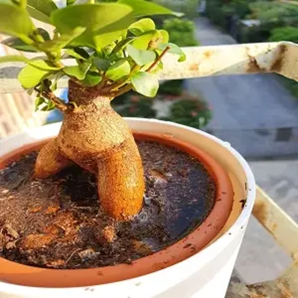 عکس پرسش