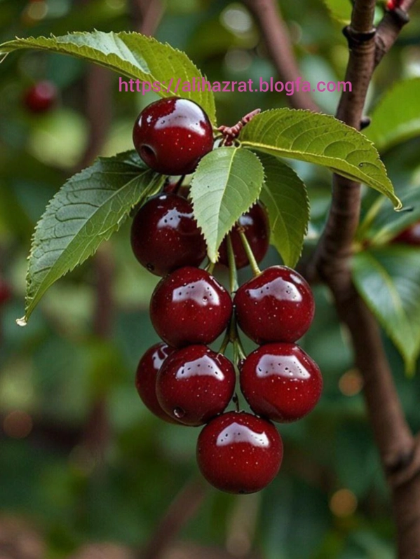 عکس پرسش