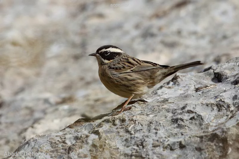 accentor