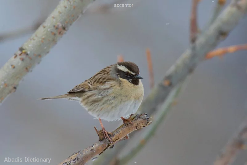 accentor