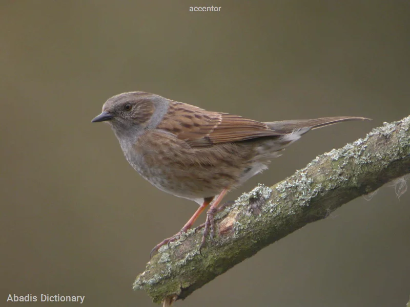 accentor