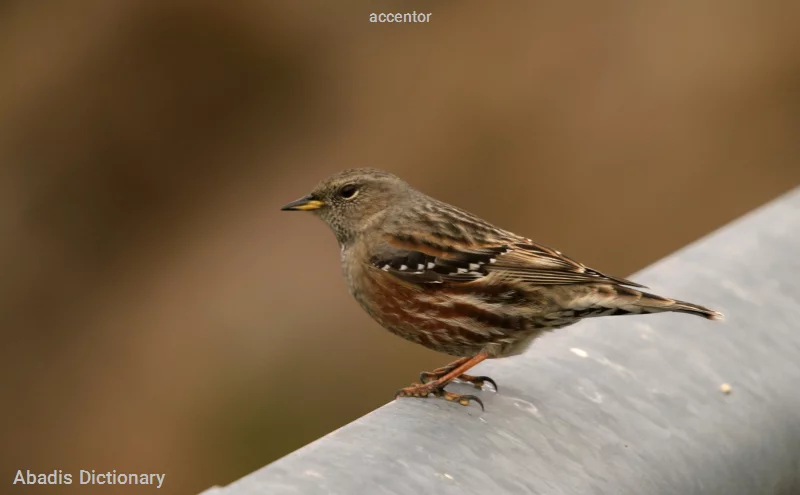 accentor