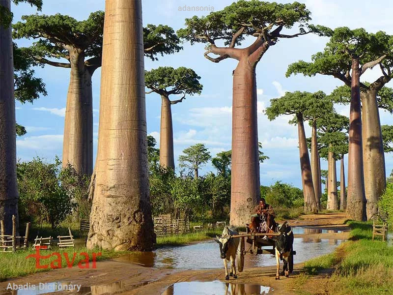 adansonia
