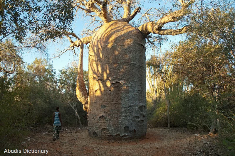 adansonia