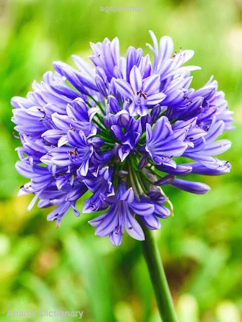 agapanthus