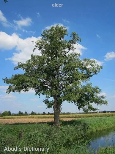 alder