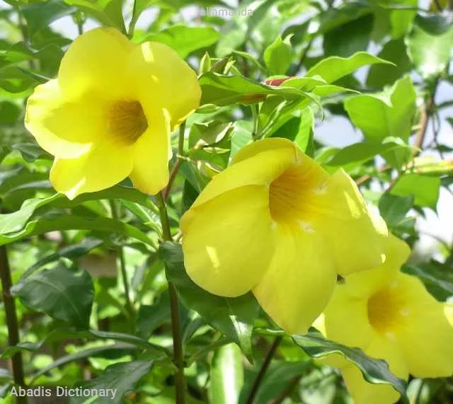 allamanda