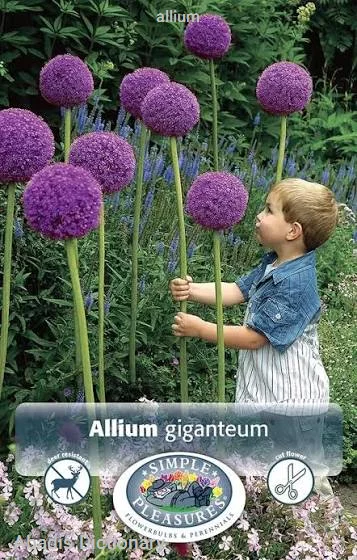 allium