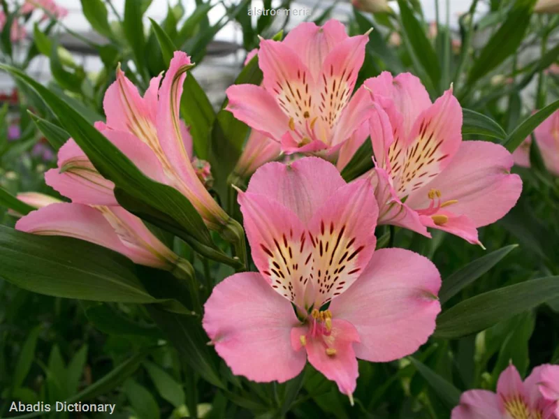 alstroemeria