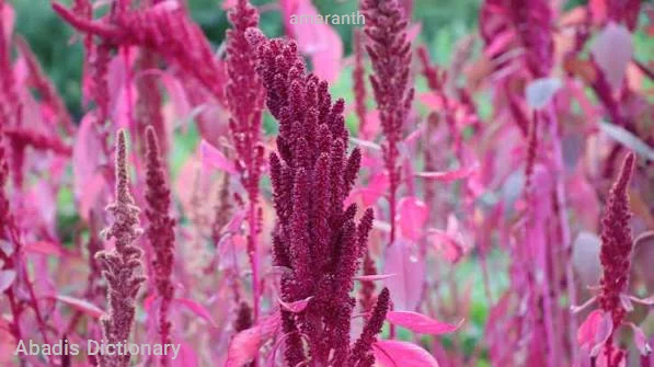 amaranth