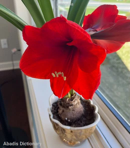 amaryllis