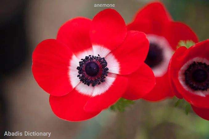 anemone