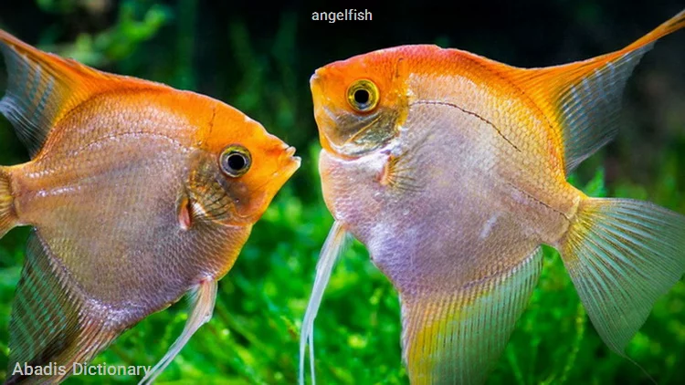 angelfish