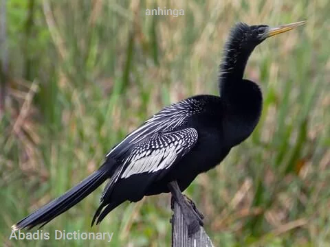 anhinga