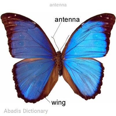 antenna