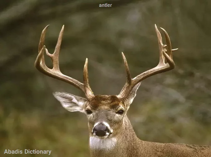 antler