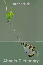 archerfish