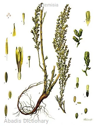 artemisia