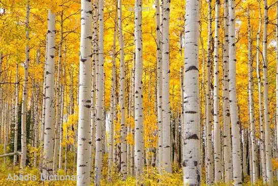 aspen