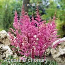 astilbe