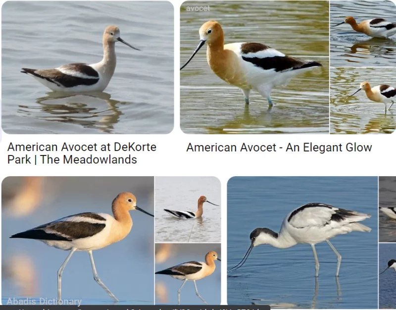 avocet