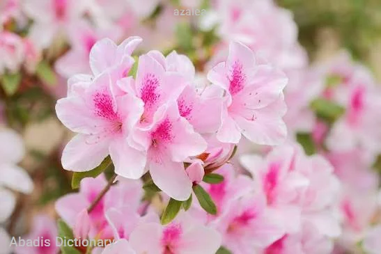 azalea