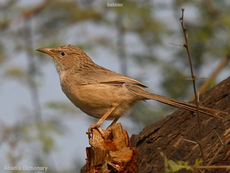 babbler