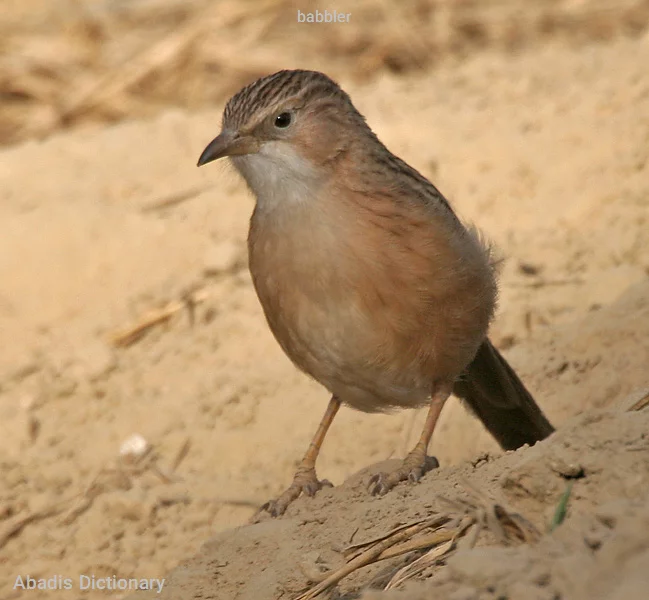 babbler