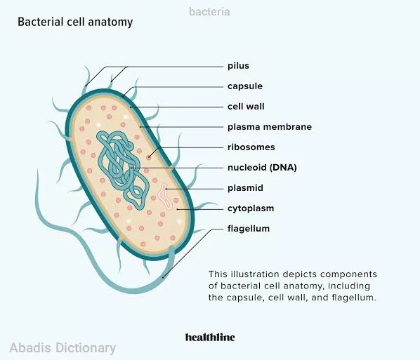 bacteria
