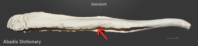 baculum