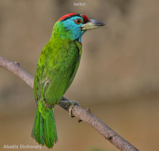 barbet